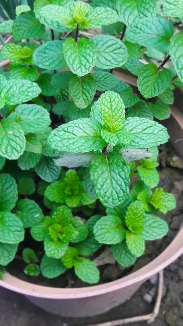 Mint Spa Set