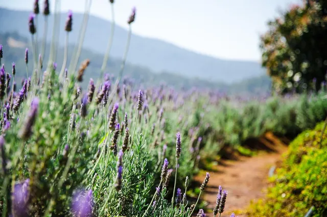 Lavender Butterfly