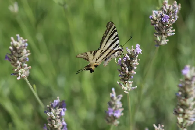 Lavender Butterfly bath salt