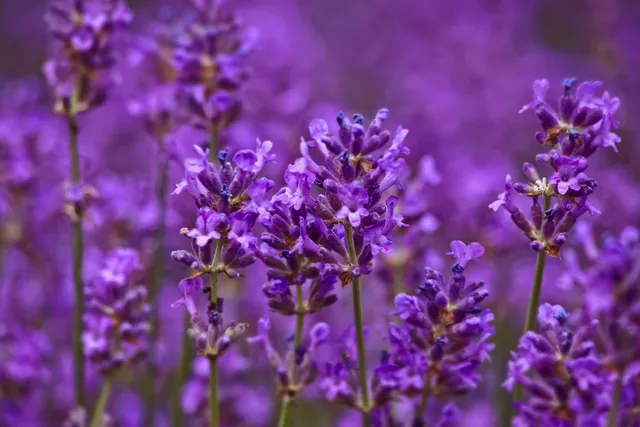 Lavender Butterfly bath salt