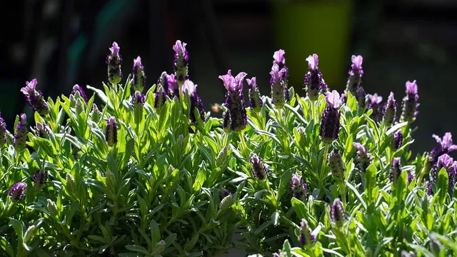Lavender Butterfly
